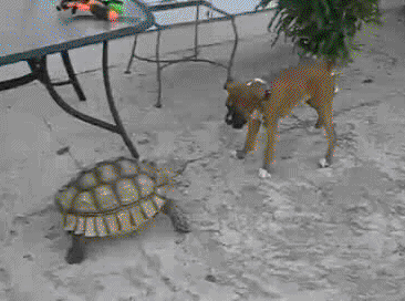 Tortoise chasing a boxer dog - AnimalsBeingDicks.com