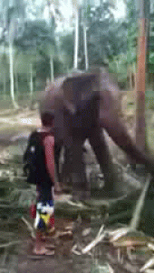 Elephant smacks a man for getting too close