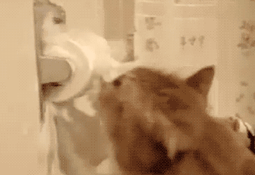 Cat destroying a roll of toilet paper - AnimalsBeingDicks.com