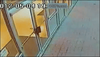 Bear runs through a glass door - AnimalsBeingDicks.com
