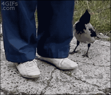 Bird unties man's shoe to steal his food - AnimalsBeingDicks.com