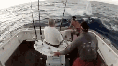 Marlin jumps into a boat and chases man out. - AnimalsBeingDicks.com