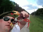 Crab snaps a military man's nose - AnimalsBeingDicks.com
