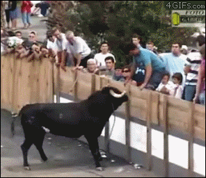 Man taunts bull and gets head-butted in the torso - AnimalsBeingDicks.com