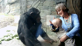 Chimp tries to hit and kick a small child - AnimalsBeingD</div></body></html>