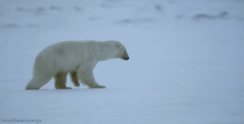 Polar bear attempts to dive into hard snow, fails. - AnimalsBeingDicks.com