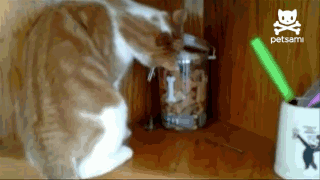 Cat steals dog treat and loses it to a dog - AnimalsBeingDicks.com