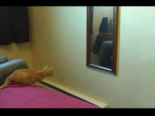 Cat leaps at own reflection in mirror. - AnimalsBeingDicks.com