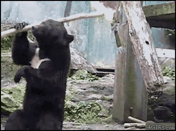 Bear twirls bo-staff at the zoo. - AnimalsBeingDicks.com
