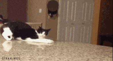 Cat awkwardly walks on a counter and falls over - AnimalsBeingDicks.com