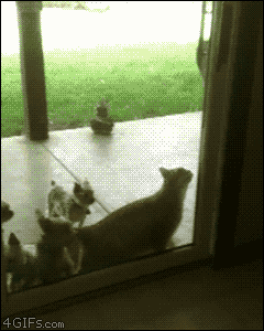 Cat opens a door for other small animals - AnimalsBeingDicks.com