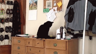Cat knocking stuff off a dresser then yawning - AnimalsBeingDicks.com