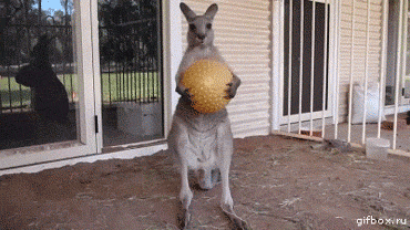 Kangaroo dropping a ball
