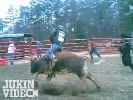 rodeo cowboy gets hit by a surprise bull