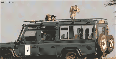Cheetah taking a poop on a safari jeep - AnimalsBeingDicks.com