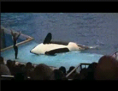 Killer Whale knocks lady off platform at SeaWorld - AnimalsBeingDicks.com