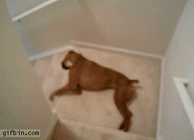 Boxer dog sliding down stairs - AnimalsBeingDicks