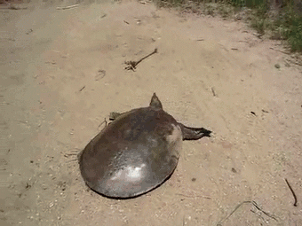 A Turtle making a very fast getaway - AnimalsBeingDicks.com