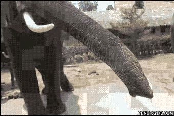 Elephant steals woman's phone - Animals Being Dicks