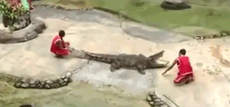 Alligator bites man on the head - AnimalsBeingDicks.com