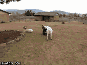 Goat is pushed away from other goats. - Animals Being Dicks