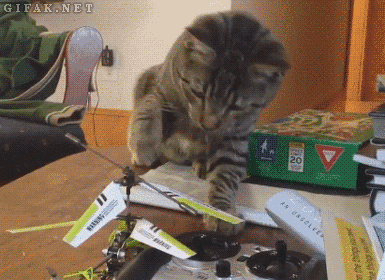 Cat smacks a toy helicopter then freaks out - AnimalsBeingDicks.com