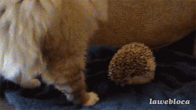 Cat sits on hedgehog and regrets it immediately - AnimalsBeingDicks.com