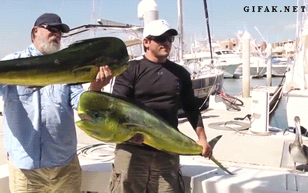 Seal steals giant fish from fisherman's hands - AnimalsBeingDicks.com