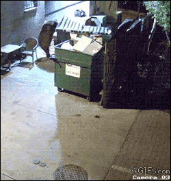 Bear steals garbage dumpster - AnimalsBeingDicks.com