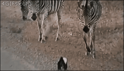 Mother Honey Badger protects baby from Zebra