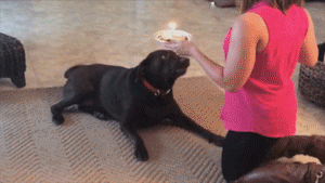 Dog smashes birthday cake - AnimalsBeingDicks.com
