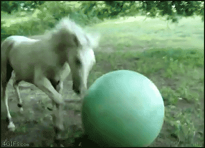 A horse bounces off an exercise ball. - AnimalsBeingDicks.com