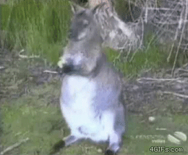 A bird takes food from a wallaby. - AnimalsBeingDicks.com 