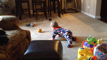 Dog takes toy from a little baby.