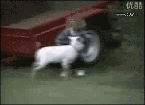 Goat butts a kids leg, then head - AnimalsBeingDicks.com