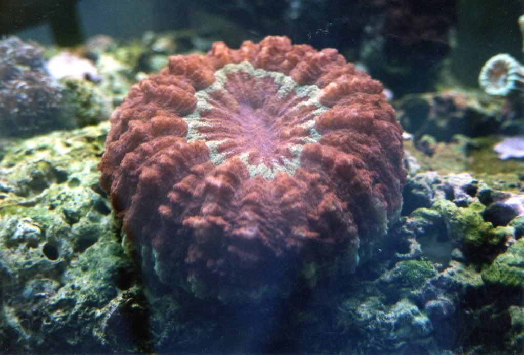 Coral001.jpg