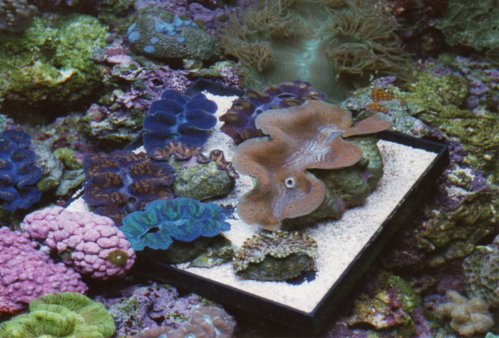 Coral008.jpg