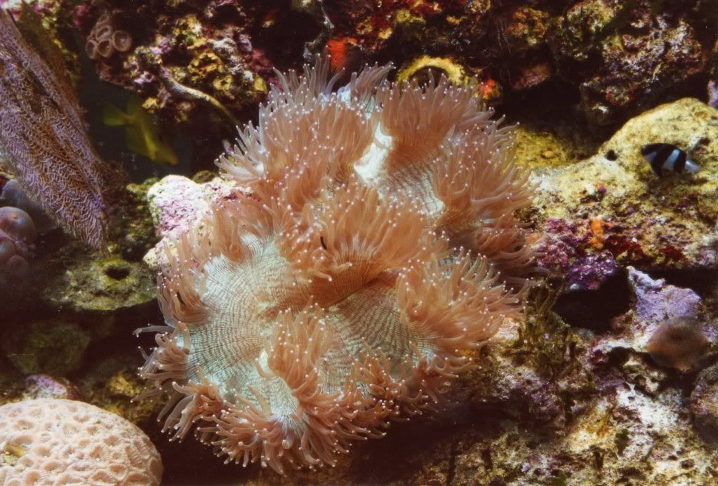 Coral021.jpg