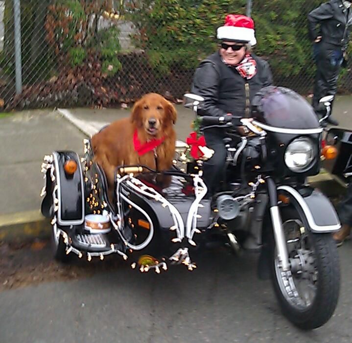 Let's see some lucky dogs! Harley Davidson Forums Harley Davidson