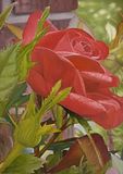 roses,beautiful,giclee,gallery
