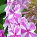 Phlox maculata 'Natasha'