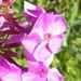 Phlox maculata 'Rosalinde'