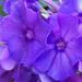 Phlox paniculata 'Blue Paradise'