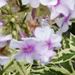 Phlox paniculata 'Frosted Elegance'