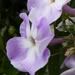 Phlox paniculata M. L. 'Lila Light'