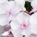 Phlox paniculata 'Monica Lynden-Bell'