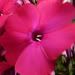 Phlox paniculata 'Nadine'