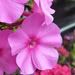 Phlox paniculata 'Pink Flame'
