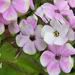 Phlox paniculata 'Sherbet Cocktail'