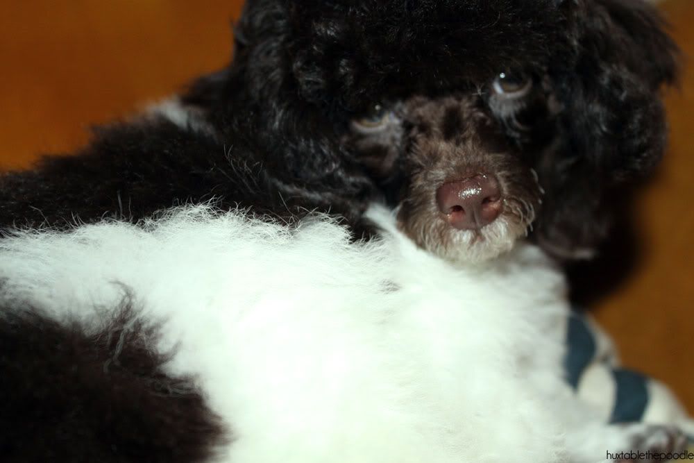 Baby Poodle.